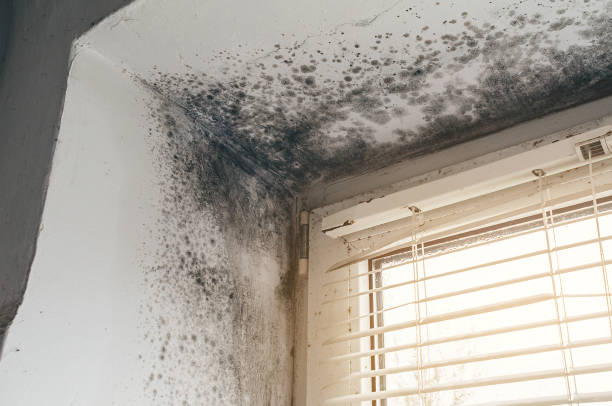 Affordable Mold Remediation solutions in Stony Creek, VA